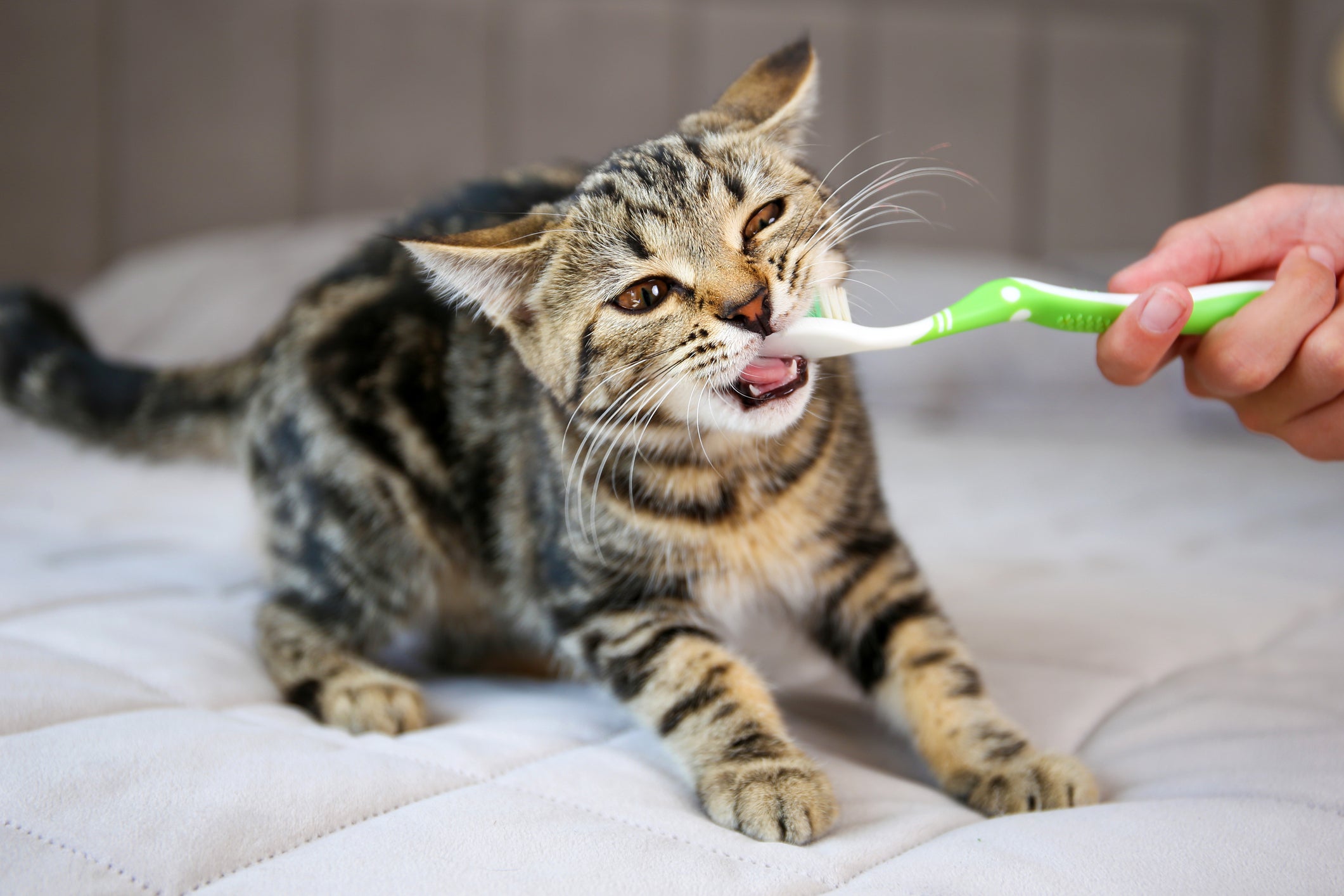 gato tentando morder escova de dente