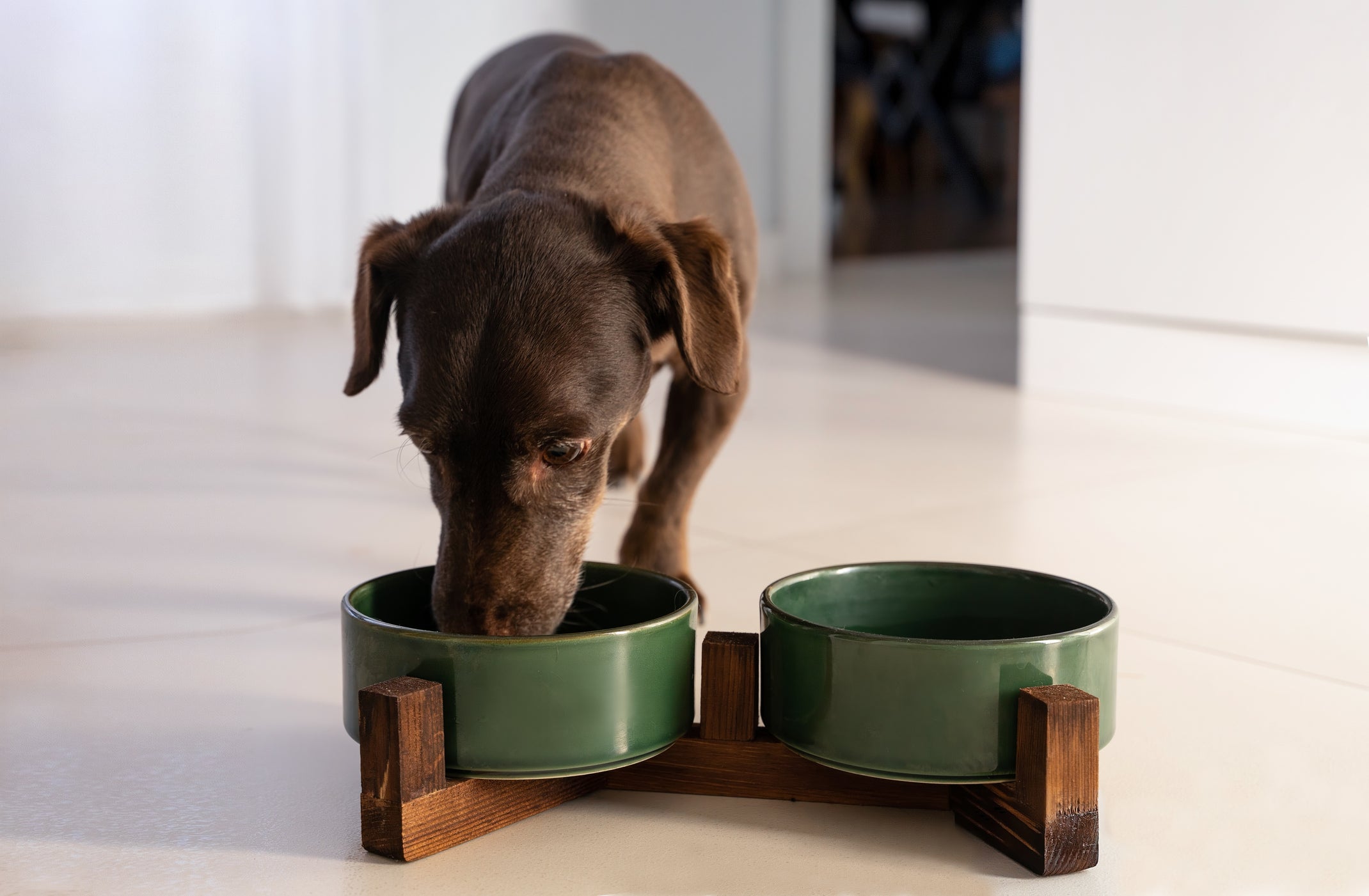 Cachorro grande e marrom comendo em seu pote verde