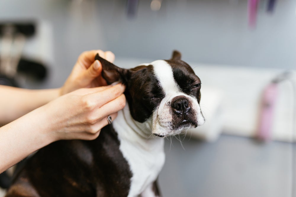 homem limpando orelha de cachorro