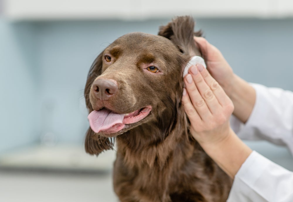 pessoa limpando orelha de cachorro