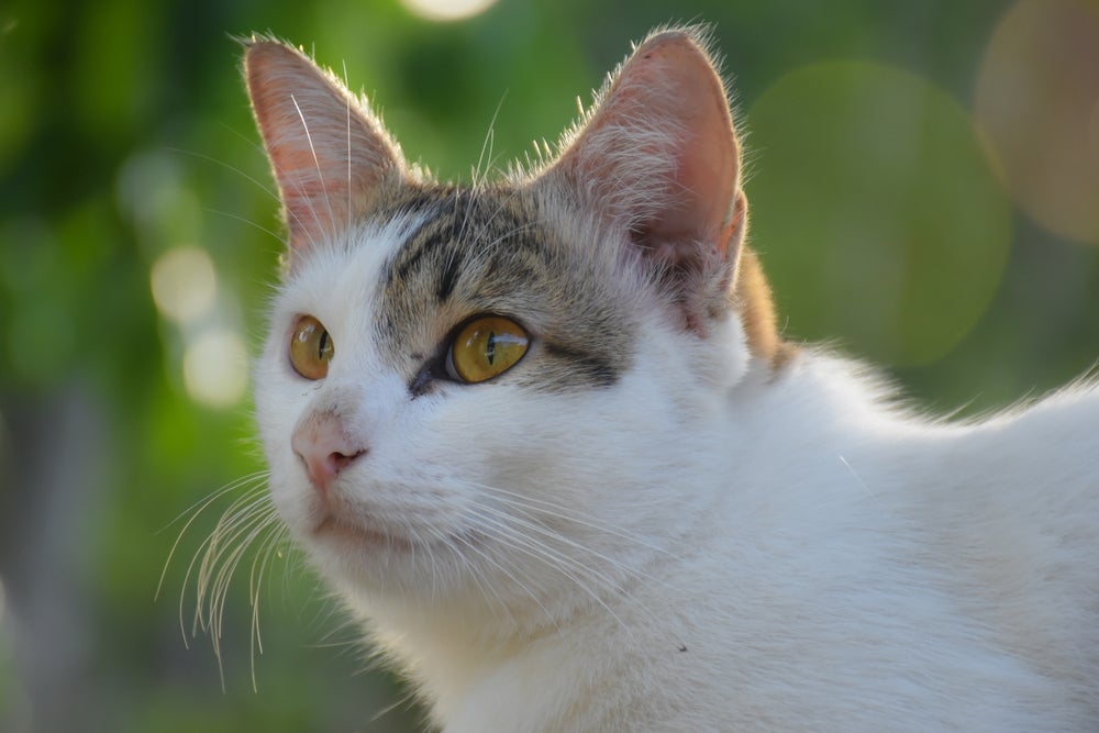 linguagem felina: gato olhando sério 