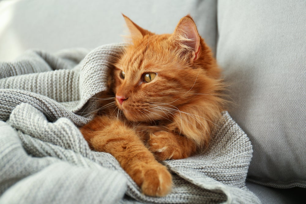 orelha de gato: gato deitado enrolado no cobertor