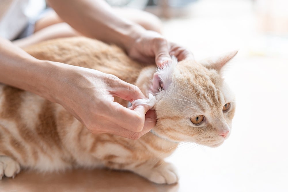 mulher limpando orelha de gato com algodão