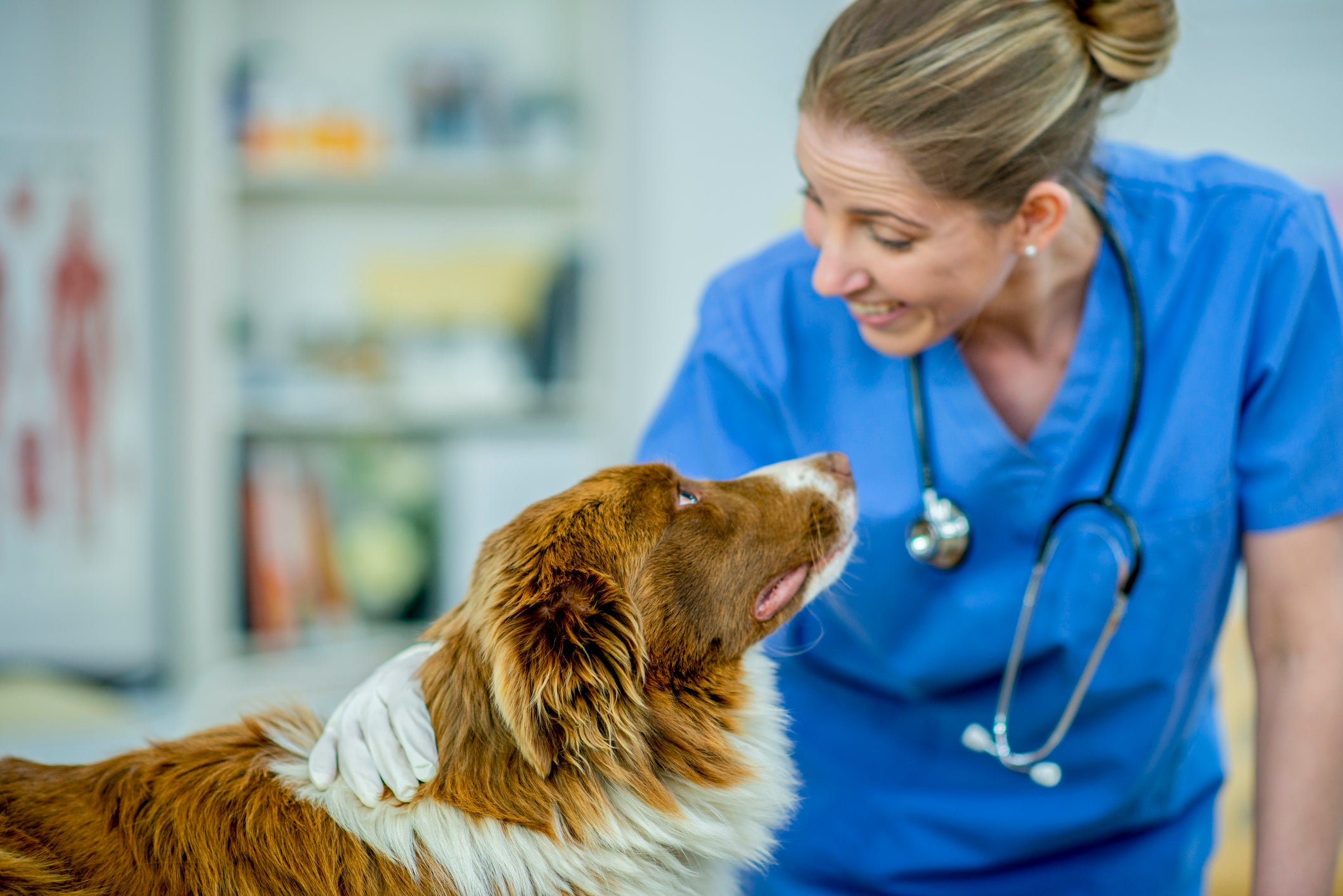 Veterinária sorri para cachorro marrom em seu consultório
