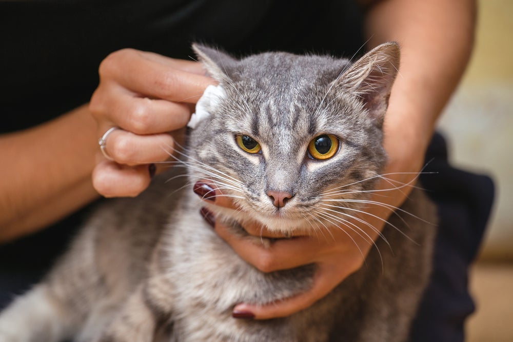 otite em gatos: pessoa limpando orelha de gato