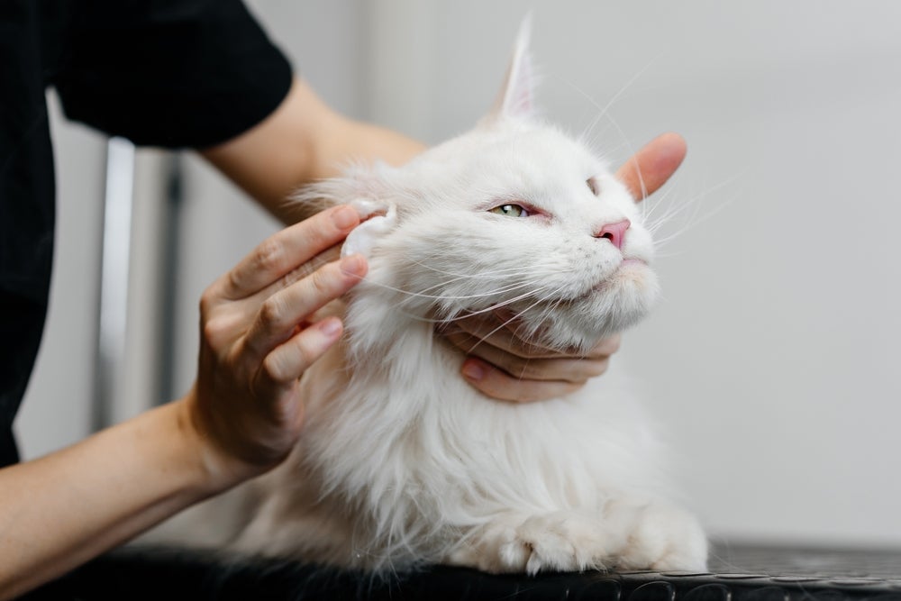 otite felina: veterinário limpando orelha de gato