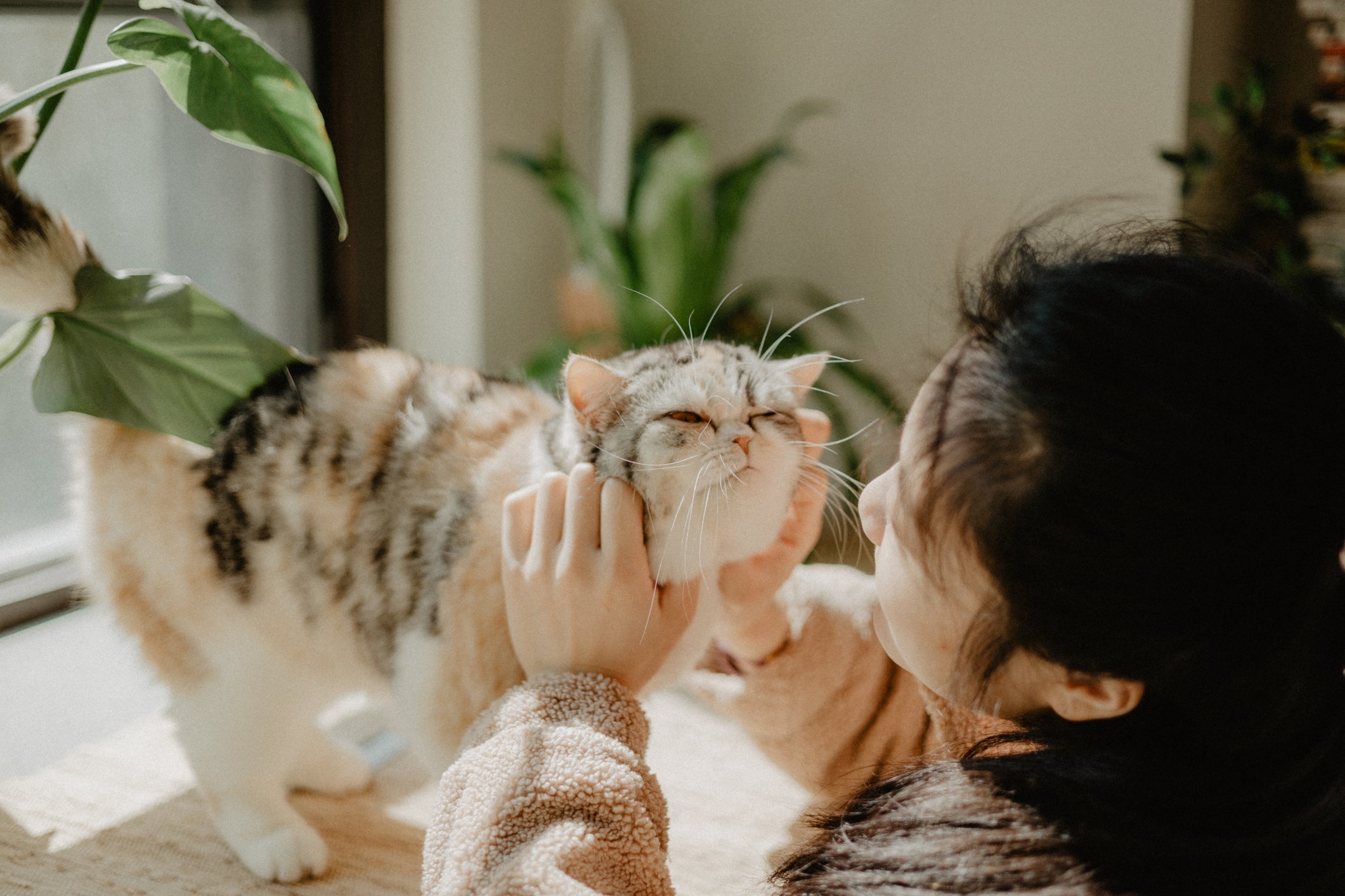 Gato feliz brincando com varinha para gato