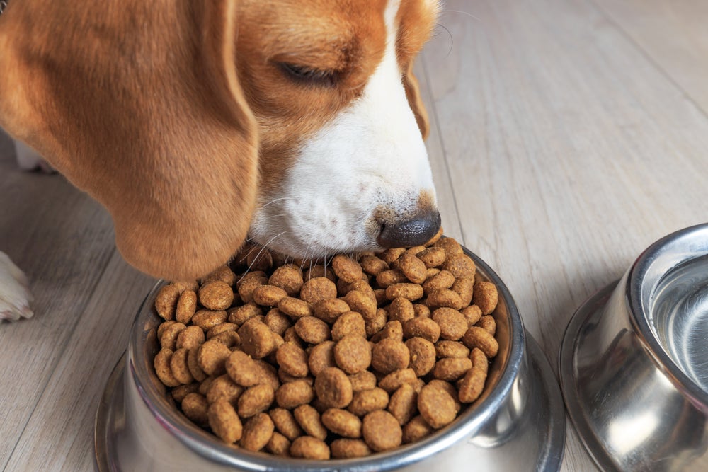 pancreatite canina: cachorro comendo ração