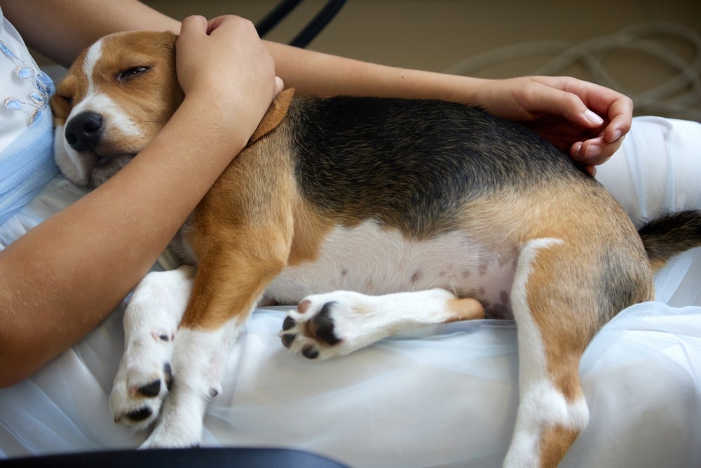 Cachorro Beagle deitado passando mal