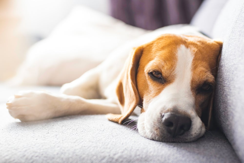 cachorro beagle cabisbaixo deitado no sofá