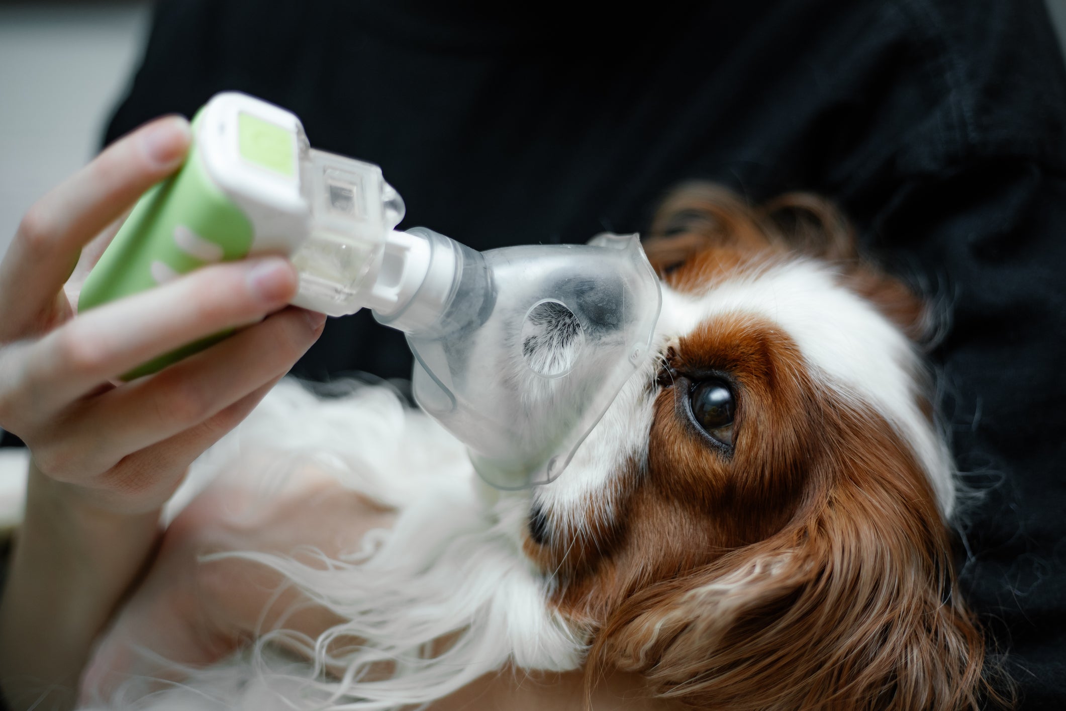 Cãozinho fazendo nebulização