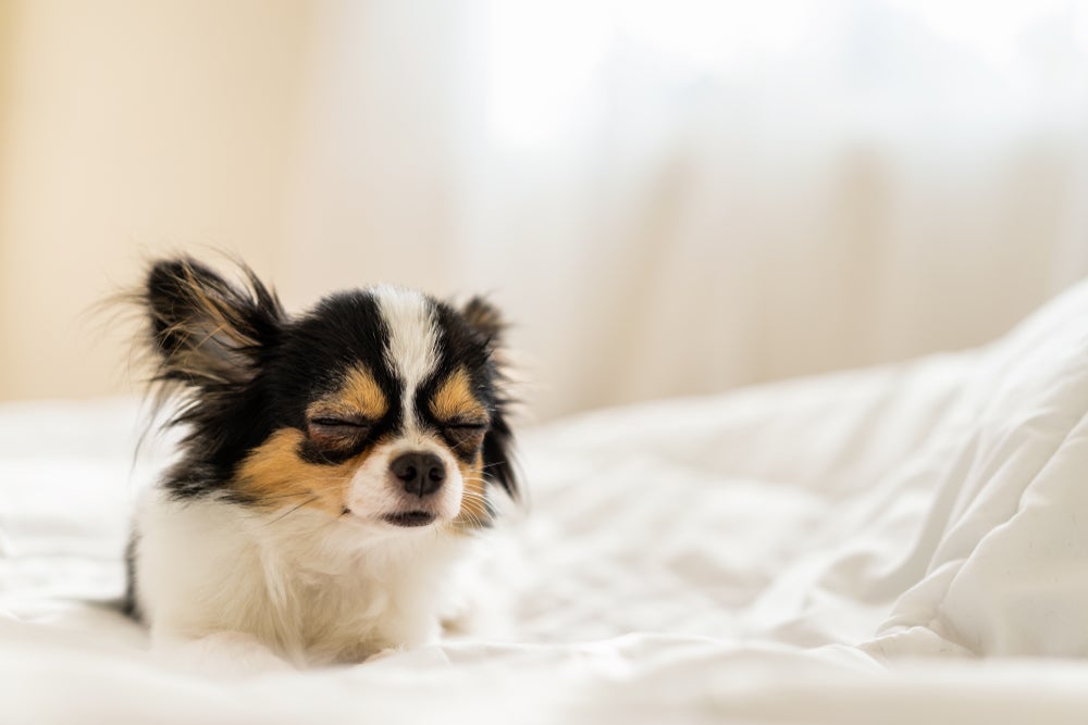 paralisia de laringe em cães: cachorro doente com olho fechado em cima da cama