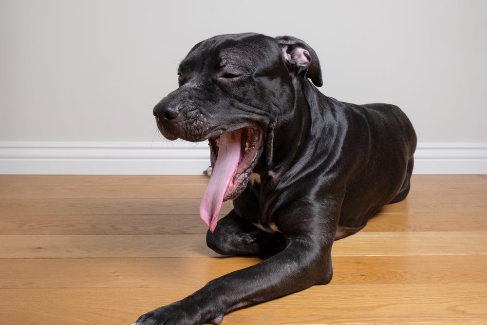 parilisia de laringe em cães: cachorro com dificuldade de respirar
