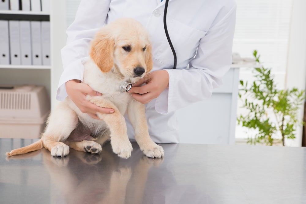 parvovirose canina: cachorro no veterinário