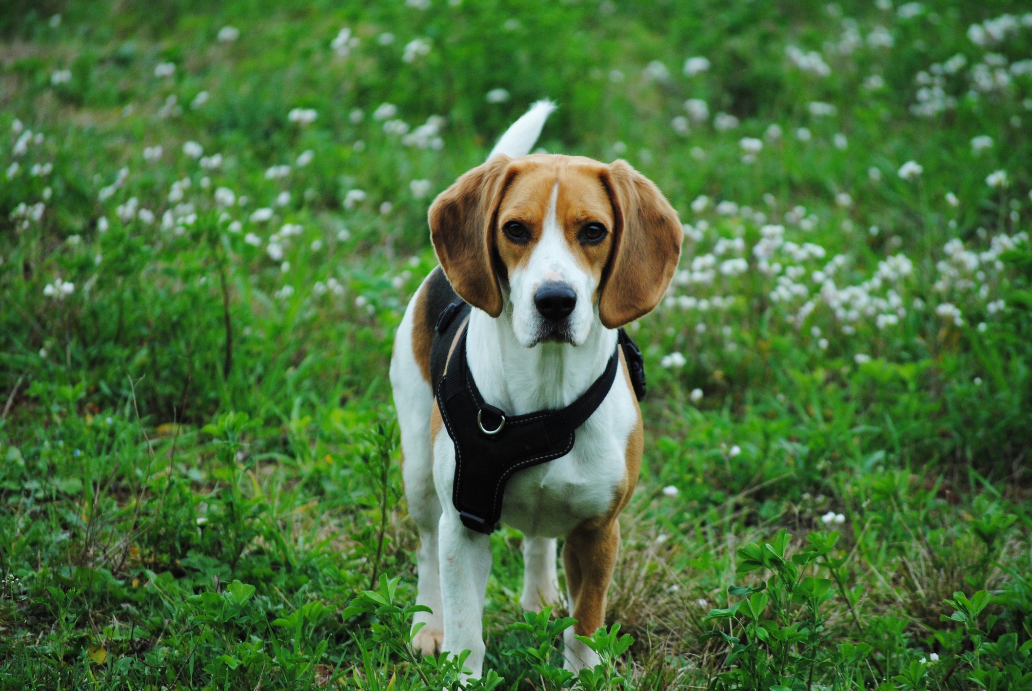 cachorro com coleira