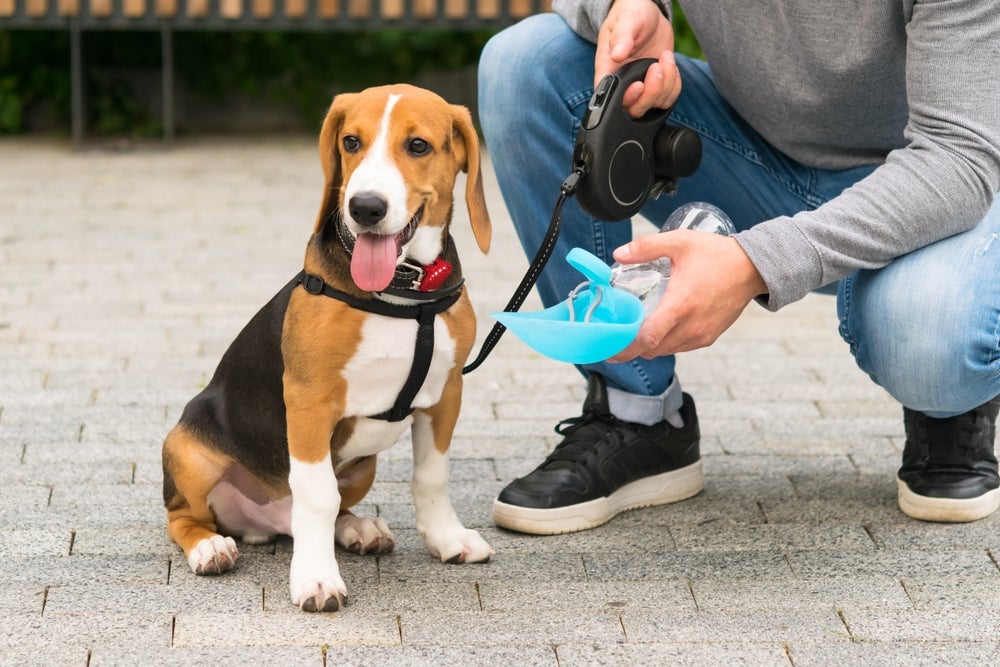 passear com cachorro: homem passeando e dando água para cão beber 