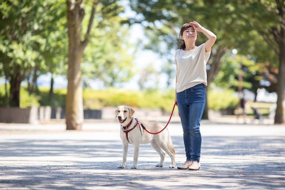 passear com cachorro: mulher passeando com cão na rua
