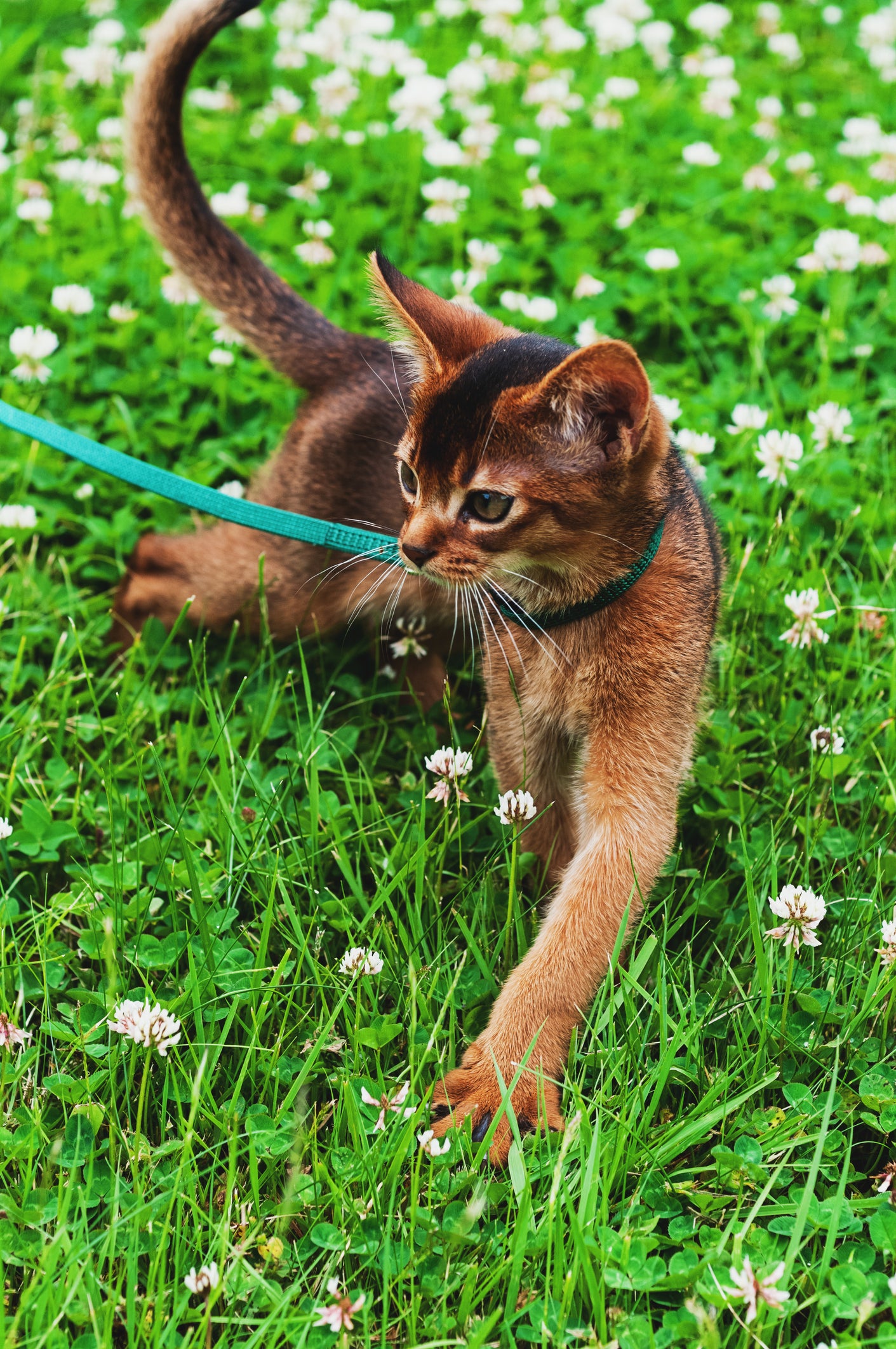 gato Abissínio de coleira em cima da grama