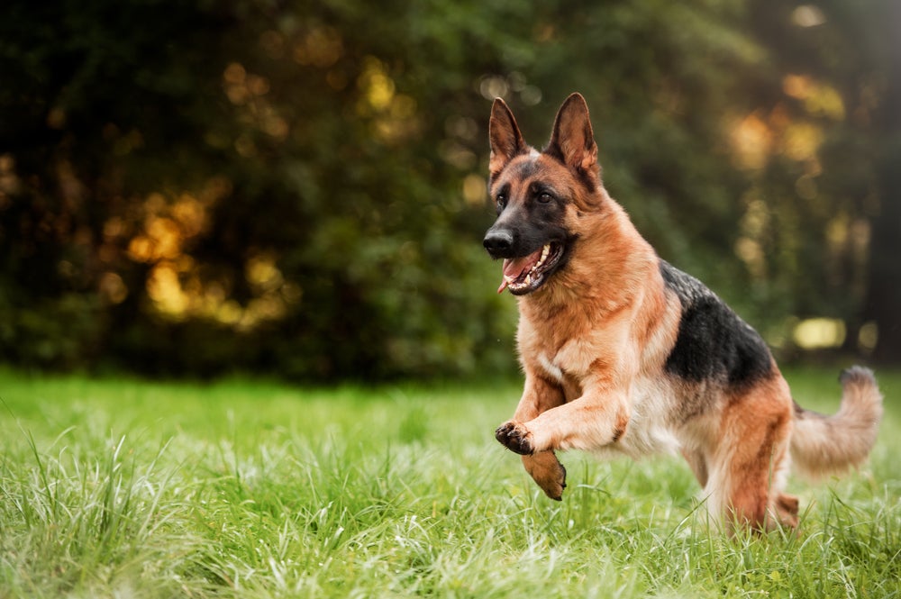 cachorro pastor alemão correndo