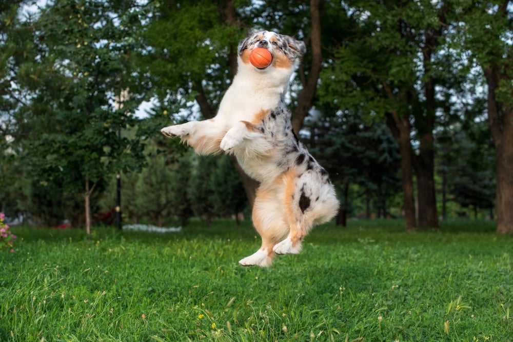 cachorro pastor australiano brincando com bolinha para cachorro