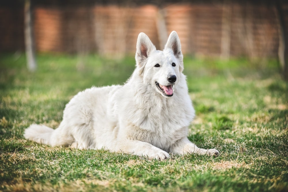 cachorro pastor branco suíço