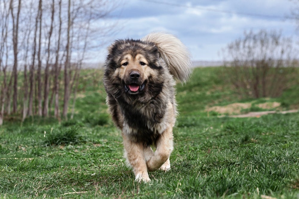 cachorro pastor cáucaso correndo