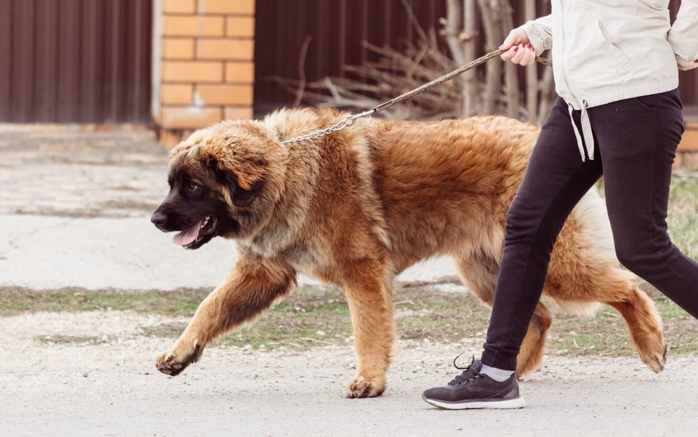 cachorro pastor do cáucaso passeando