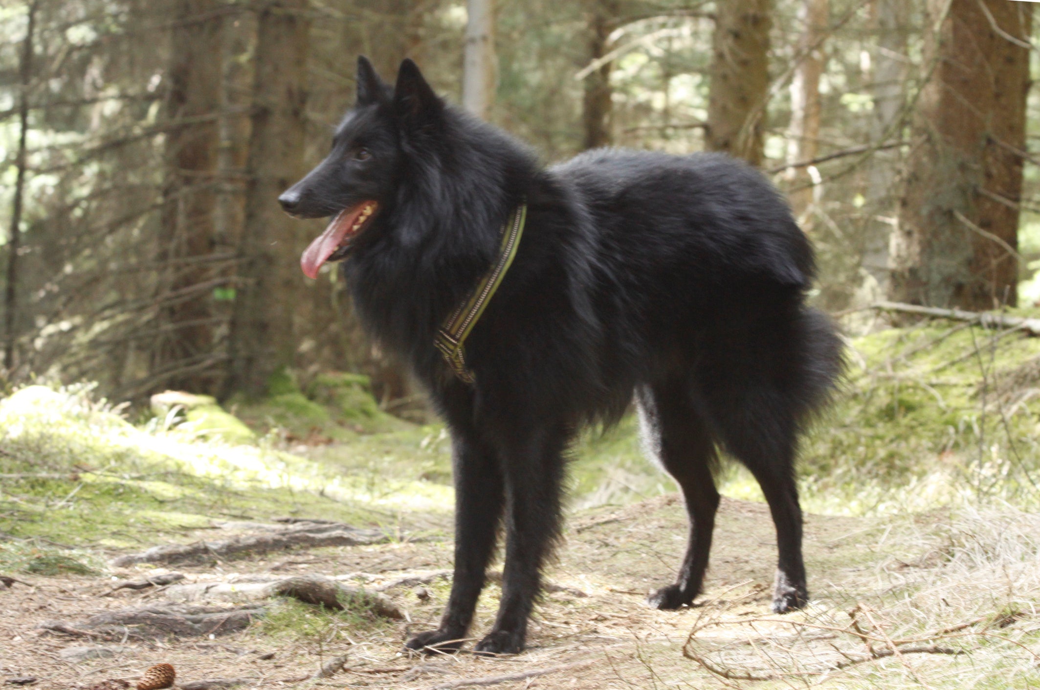 Cão Pastor Belga Groenendael em floresta