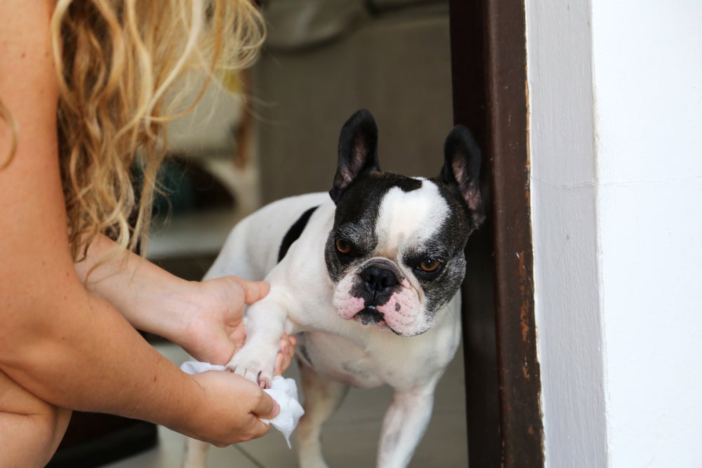 mulher limpando pata de cachorro