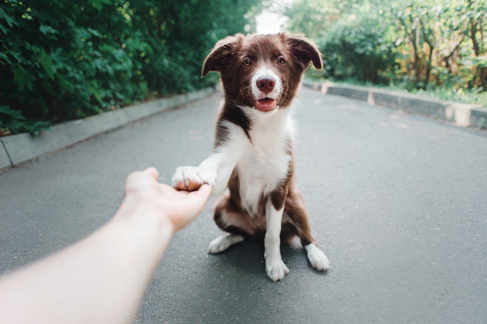 cachorro dando a pata de cachorro para gatos