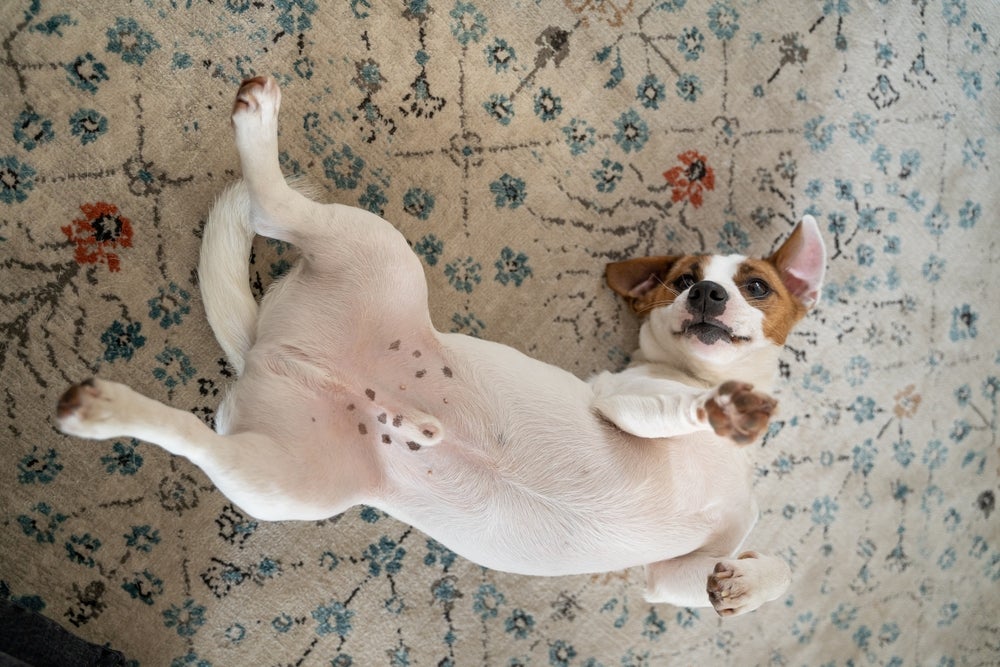 pênis de cachorro: cão deitado de barriga para cima