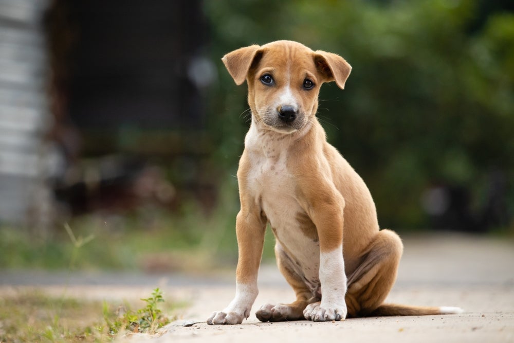 pedigree de cachorro: cão vira-lata na rua