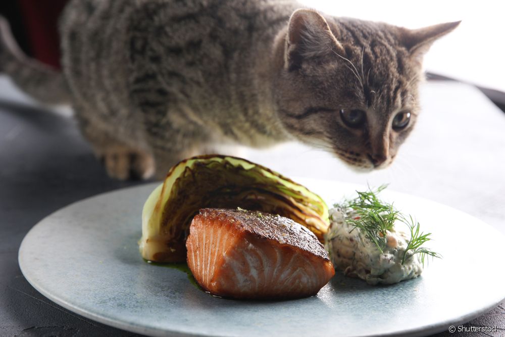 Peixe para gato em cima de prato e felino cheirando o alimento