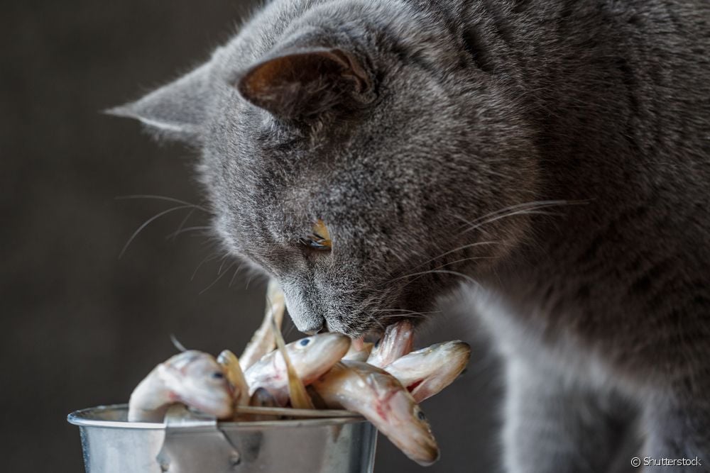 Gato cheirando peixe cru