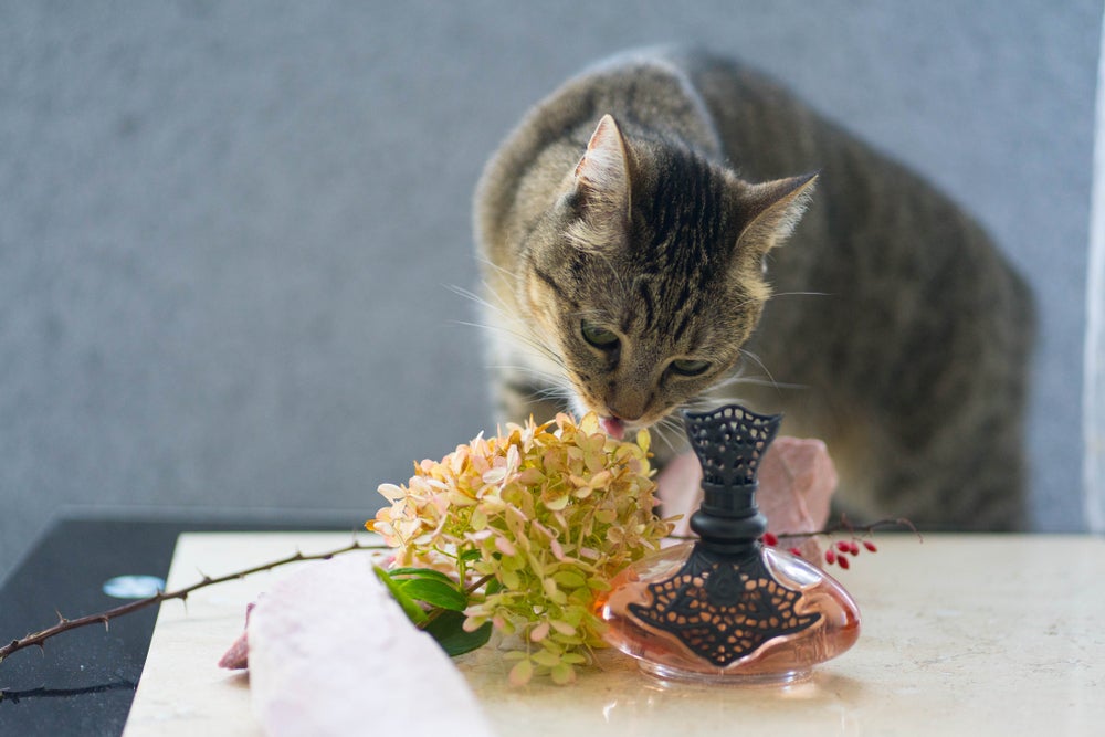 gato cheirando perfume para gatos
