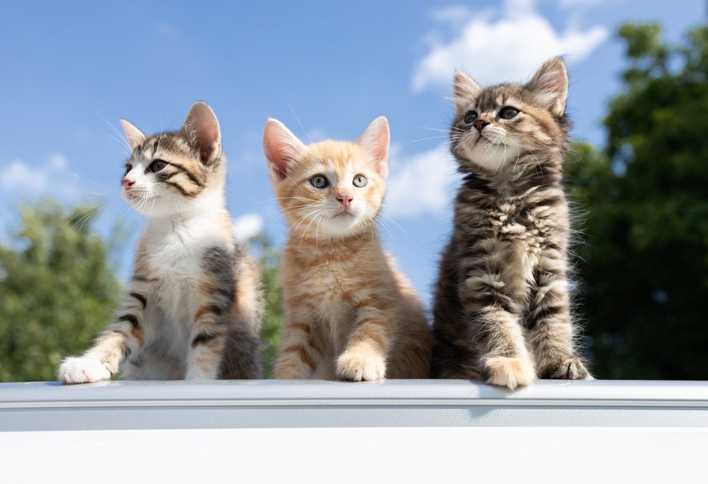 personalidade dos gatos: três gatos no quintal