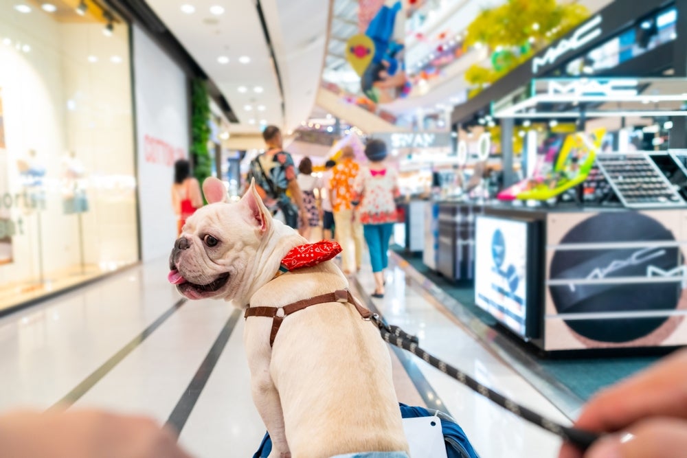 cachorro de coleira em shopping pet friendly