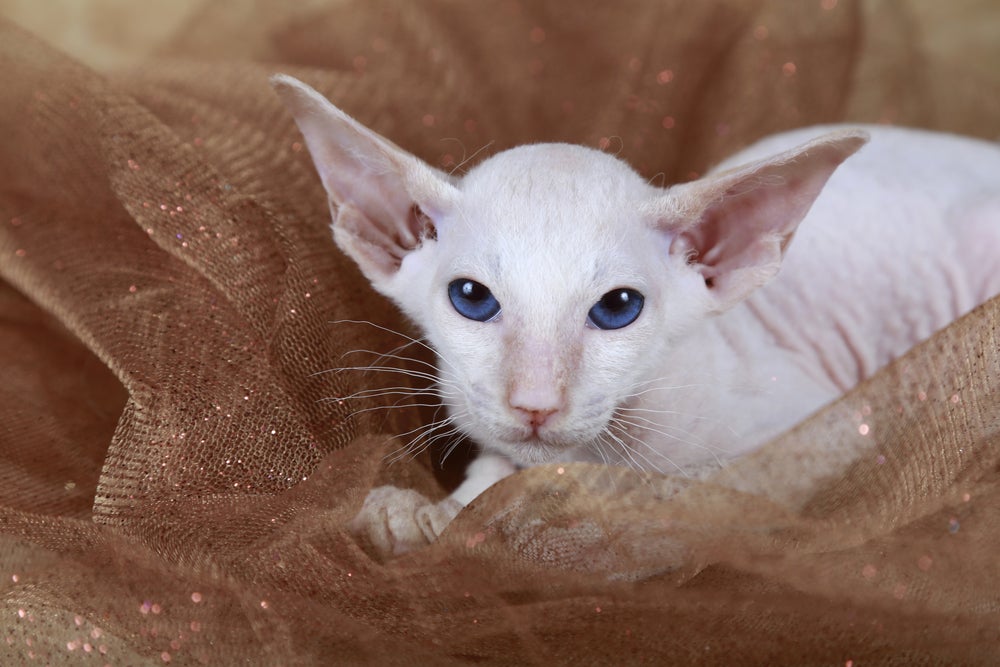 Gato Peterbald filhote