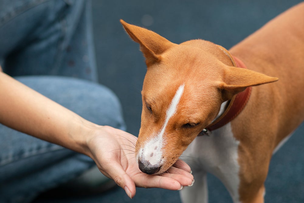 homem dando petisco para cachorro