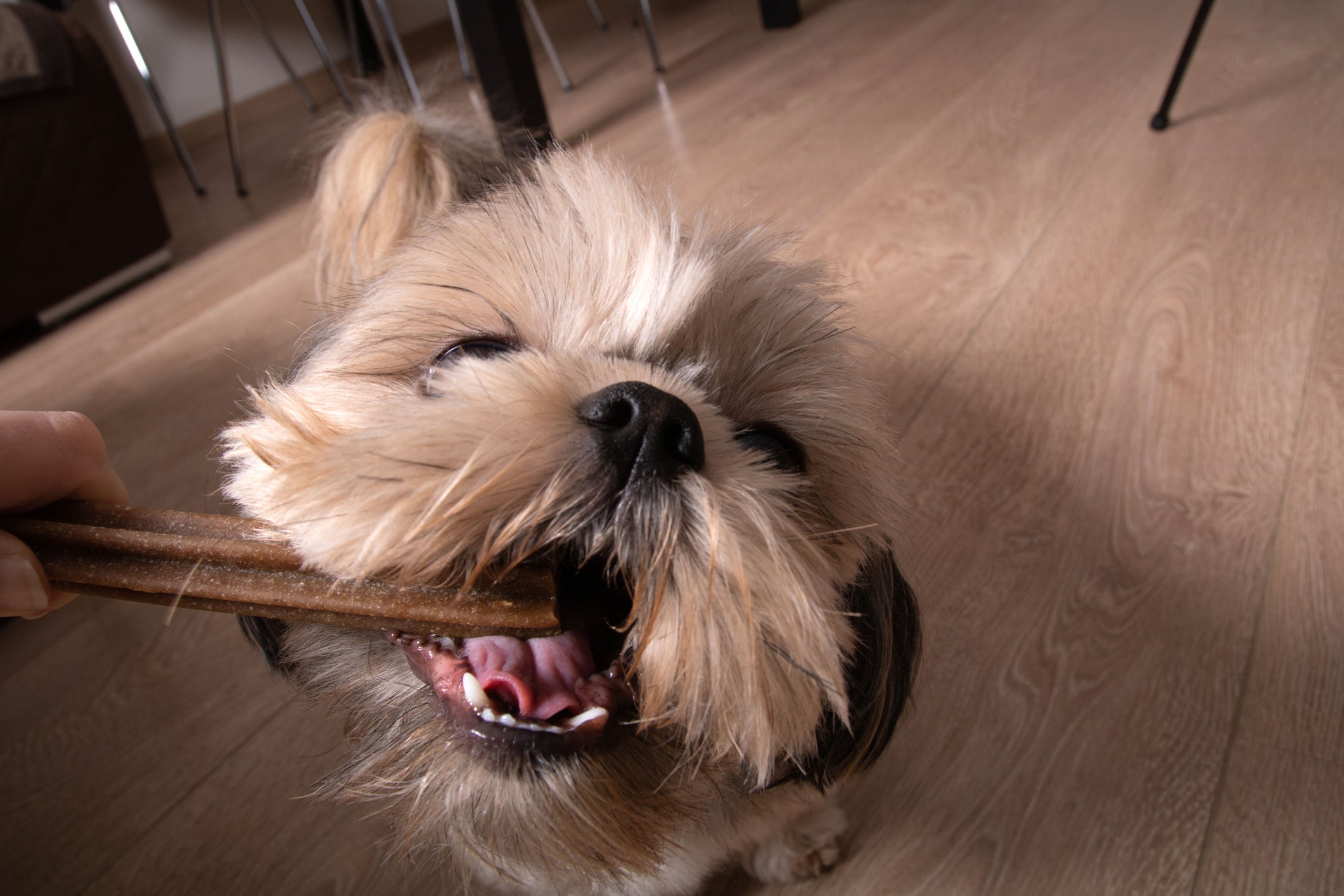 Cãozinho peludo roendo um petisco para limpar dentes de cachorro