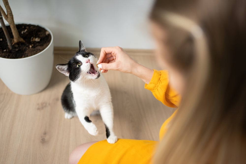 dona dando petiscos para gatos