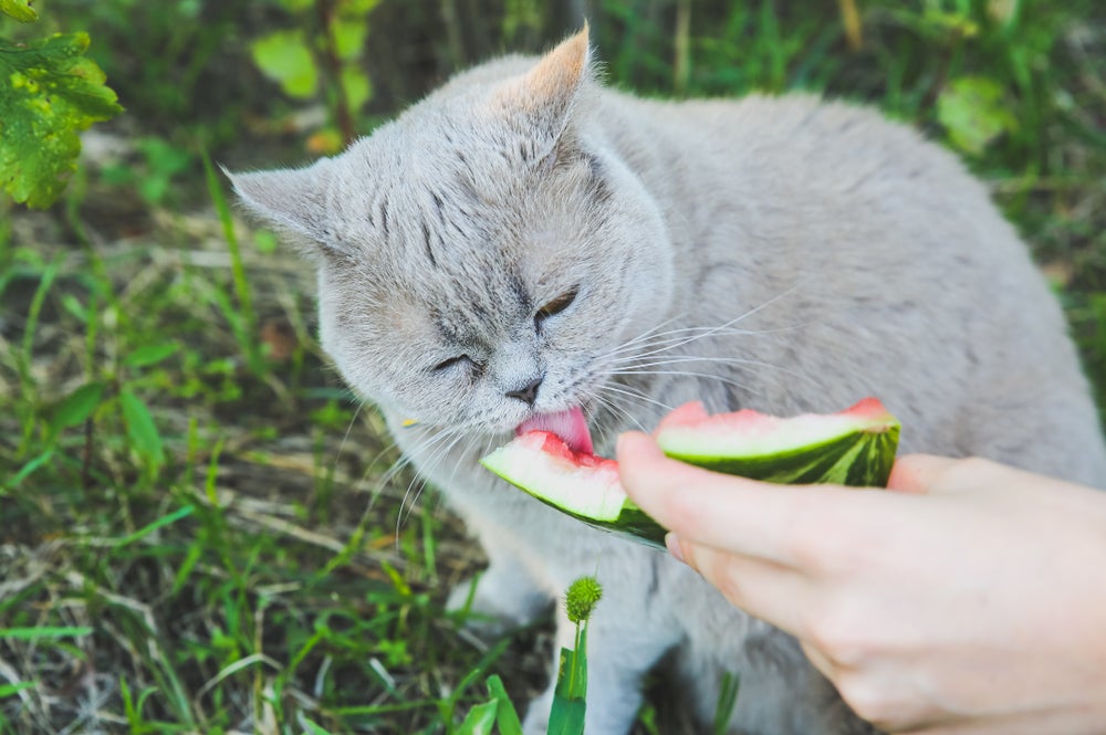 petiscos para gatos: gato comendo melancia