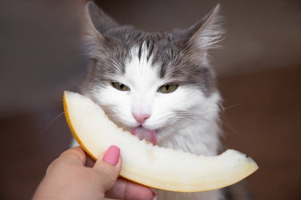 petiscos para gatos: gato comendo fruta