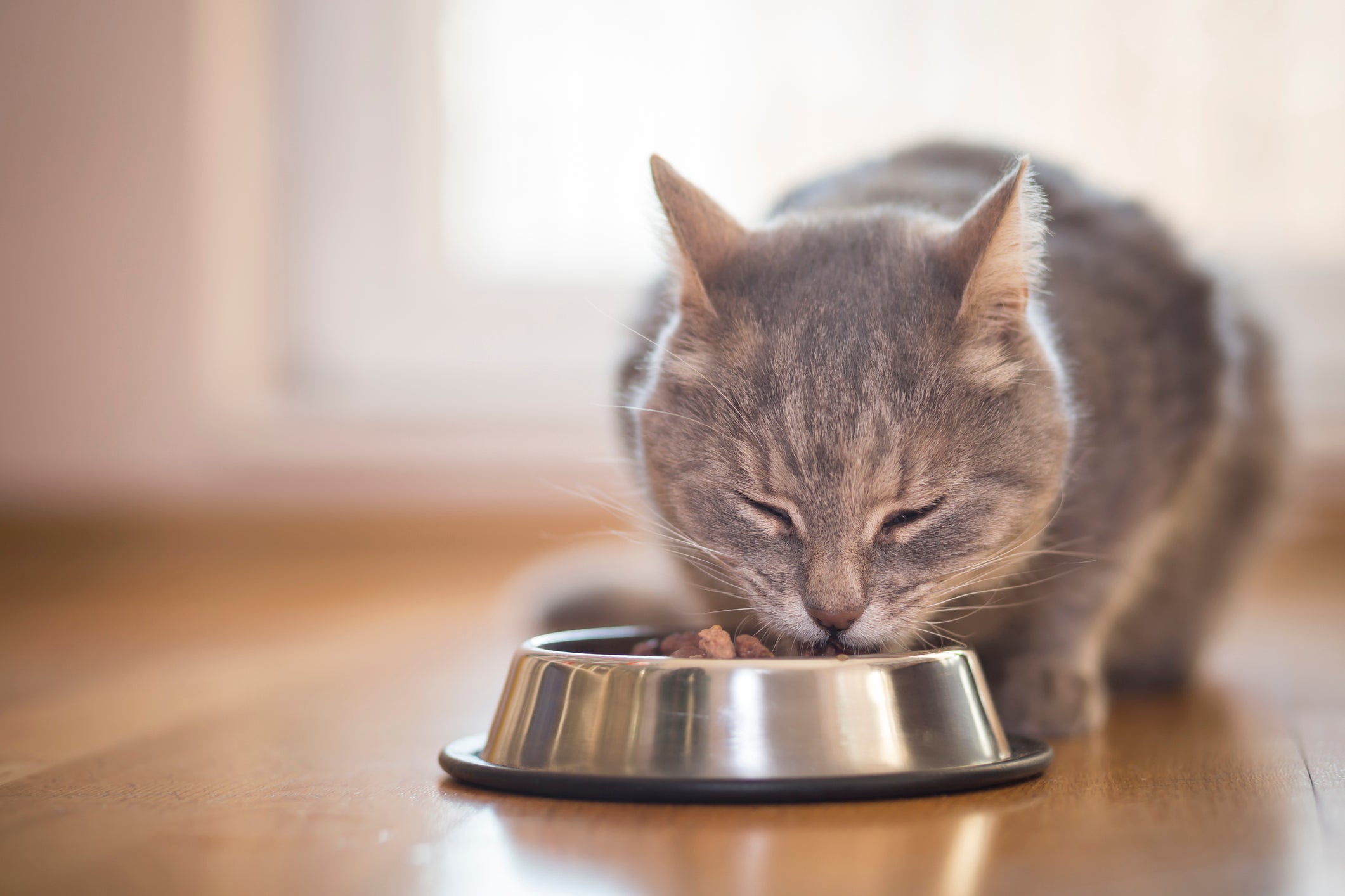 Gato cinza comendo ração no pote