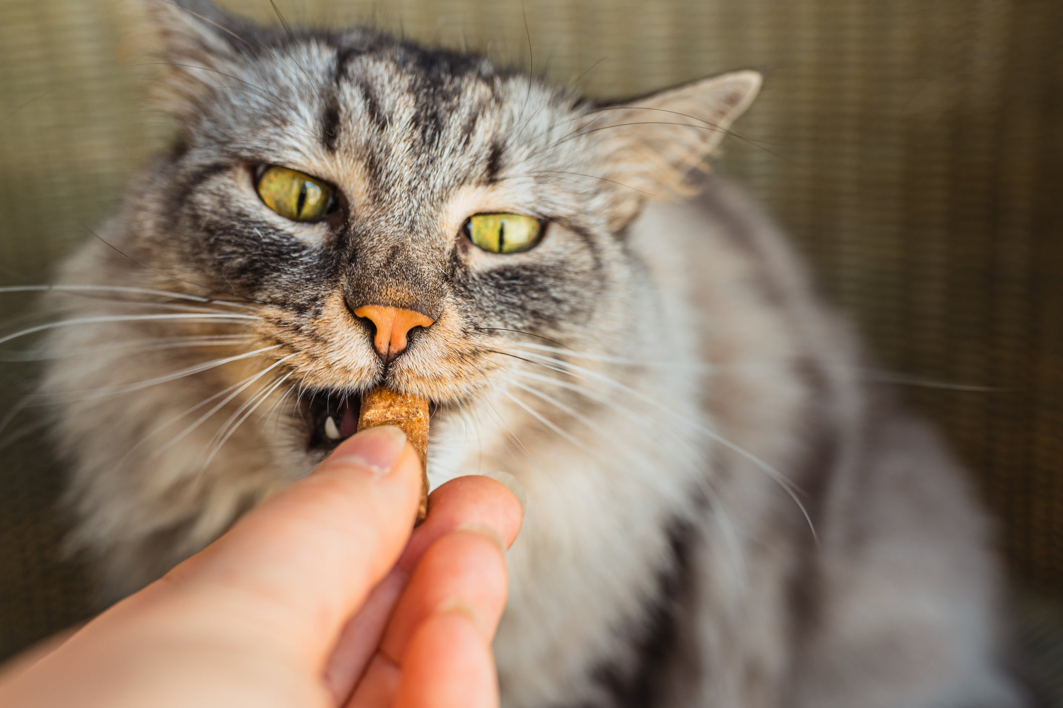 Gato cinza recebendo petisco de mão humana