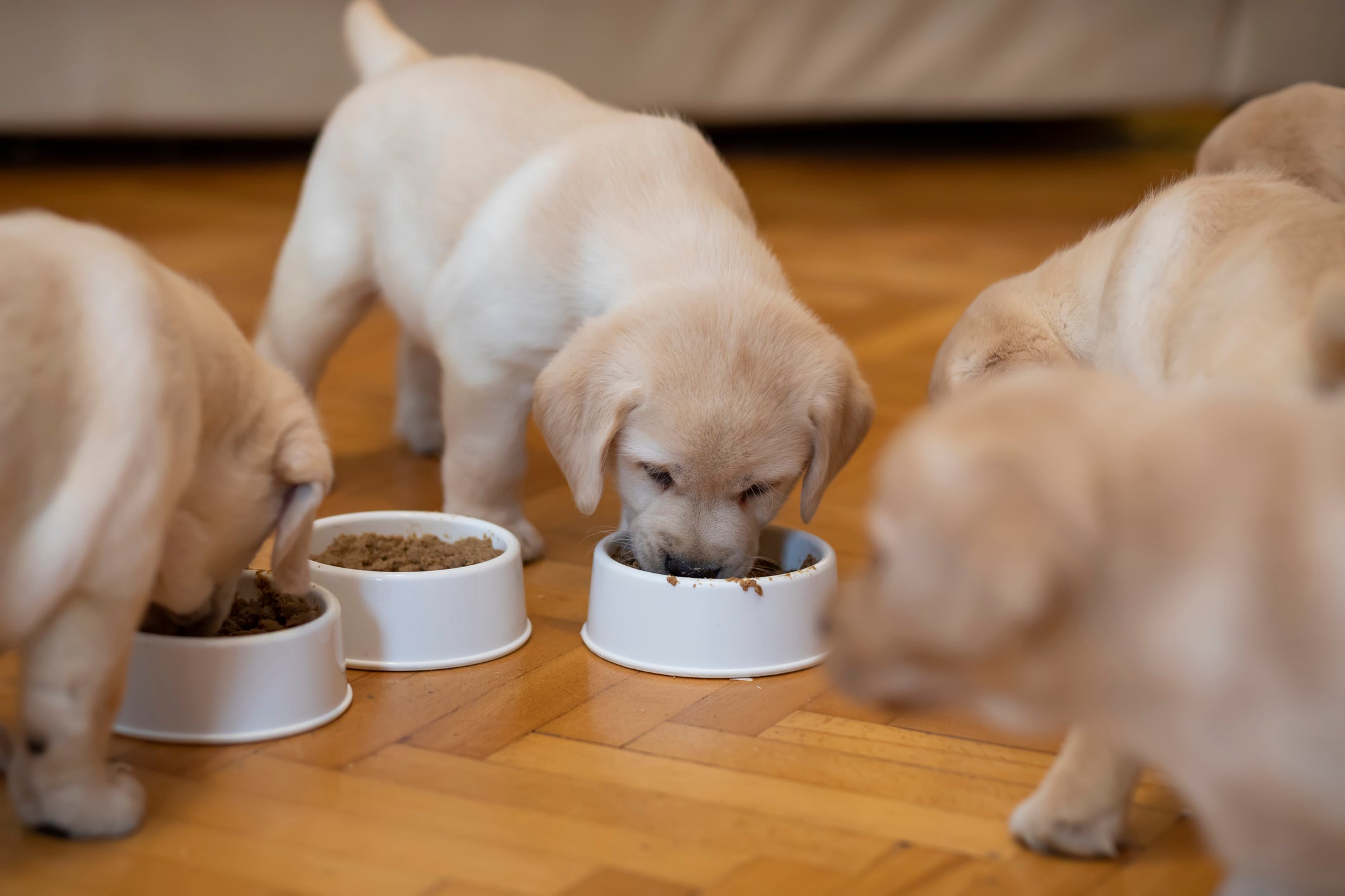 Filhotes de cachorro comendo ração em seus respectivos potes