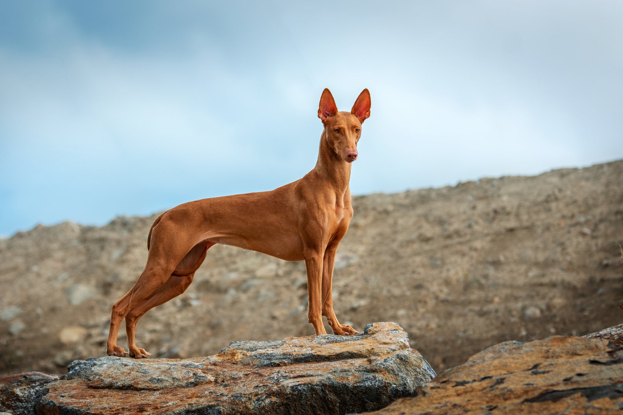 Pharaoh Hound em pé em cima de uma rocha