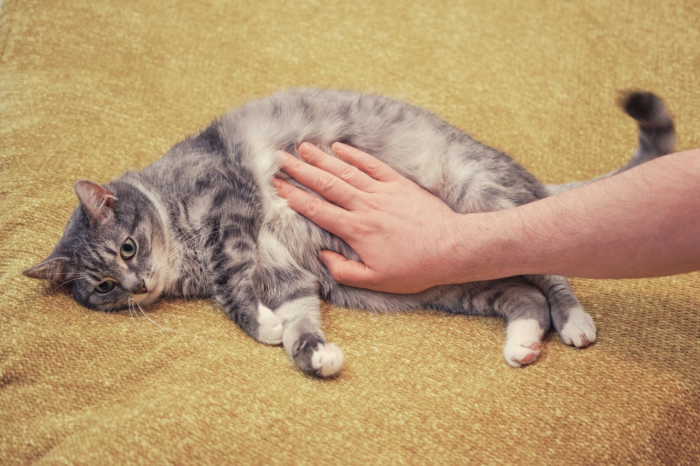 picada de escorpião em gato: gato de barriga para cima