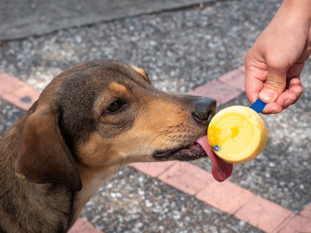 cachorro tomando picolé de fruta para cachorro