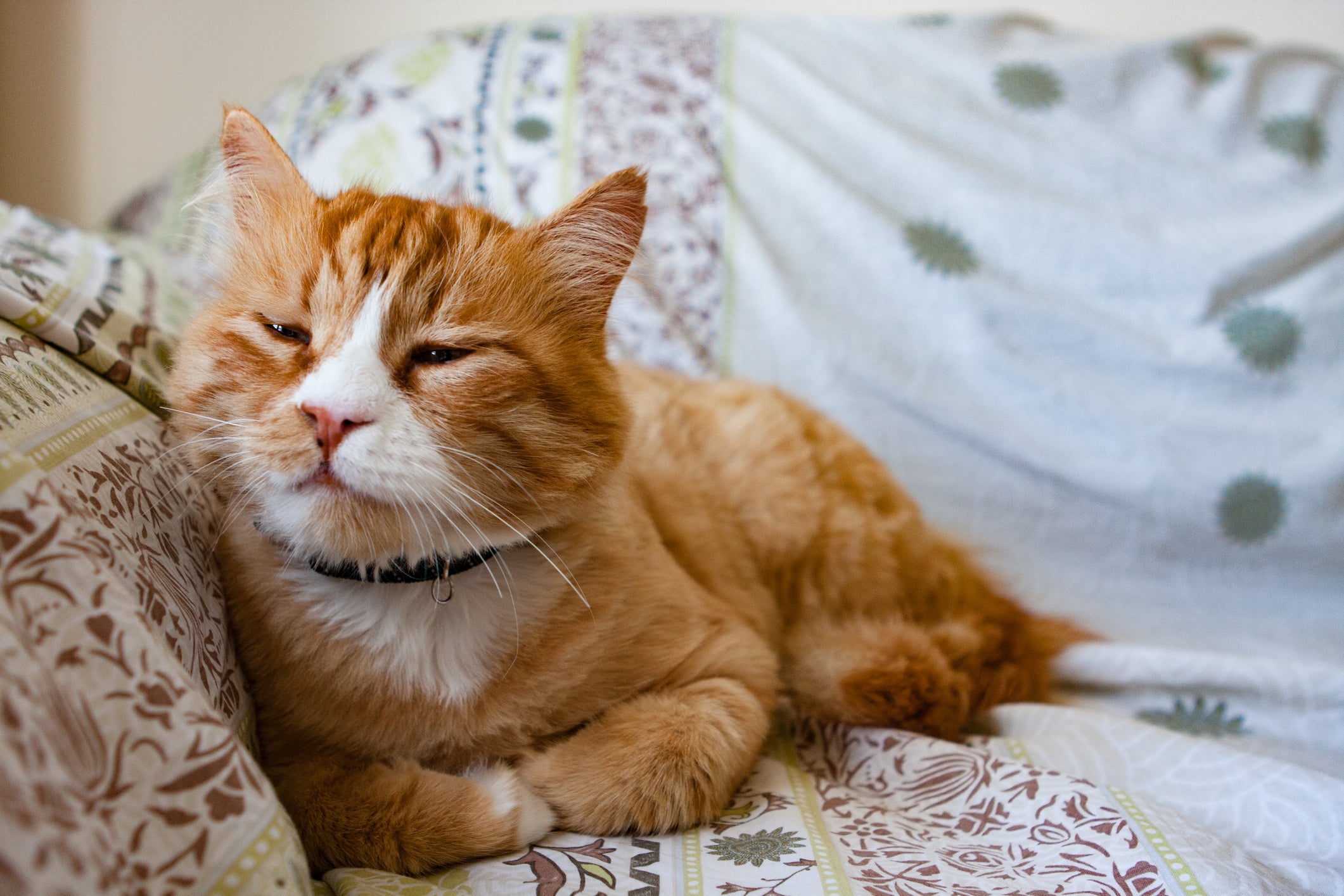 Gato laranja com olhos estreitos